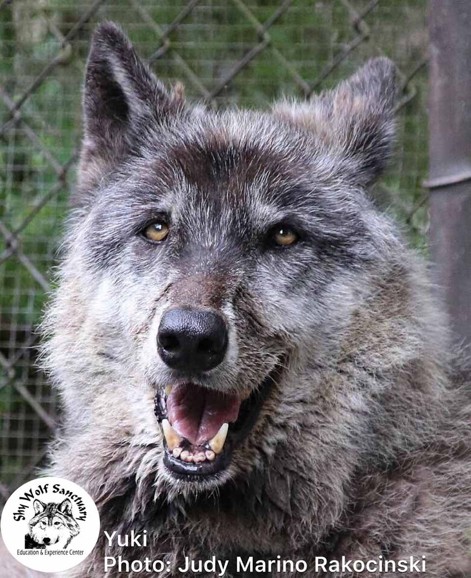 Hombre abandonó a su perro lobo en un refugio para que lo sacrificaran, pero un santuario lo salvó 13 yuki es un perro lobo