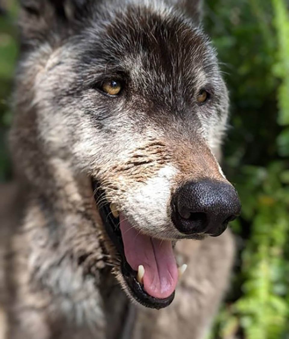 Hombre abandonó a su perro lobo en un refugio para que lo sacrificaran, pero un santuario lo salvó 15 yuki