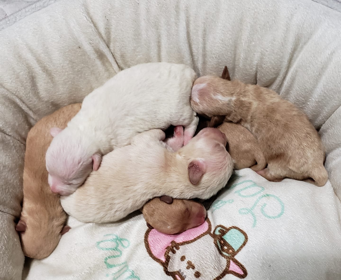 7 cachorros abandonados 7 cachorros abandonados