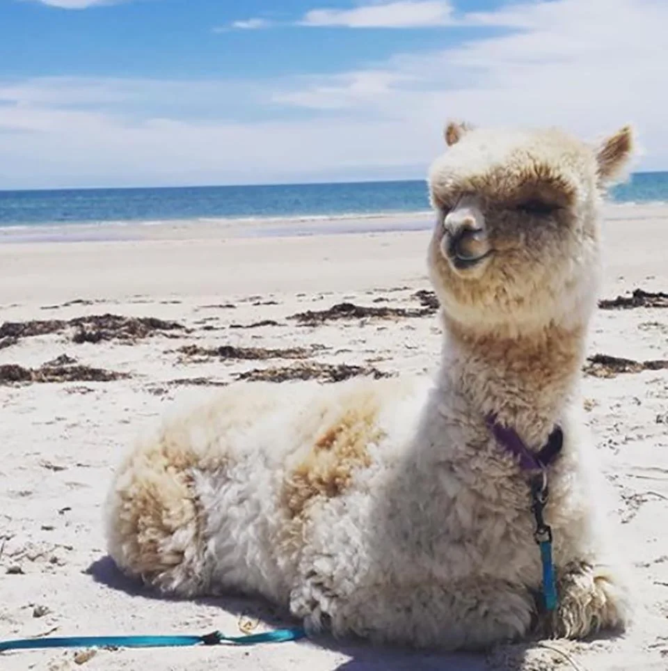 Alpaca en la playa