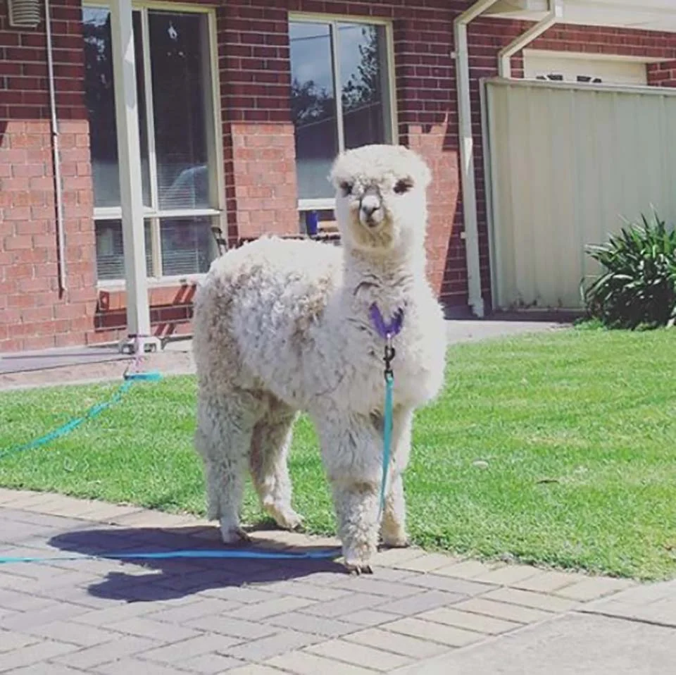 Alpaca en su hogar