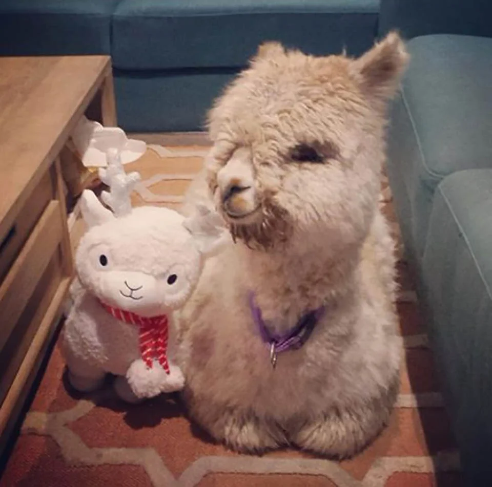 Alpaca y juguete