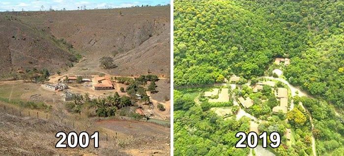 Antes y después de reforestar el bosque