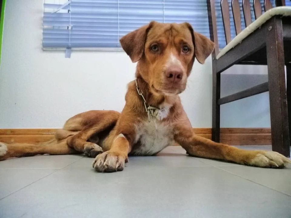 Boonrod recuperándose