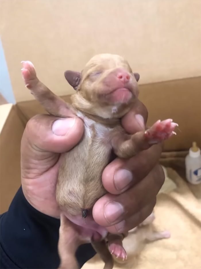 Cachorro de 3 días abandonado Cachorro de 3 días abandonado