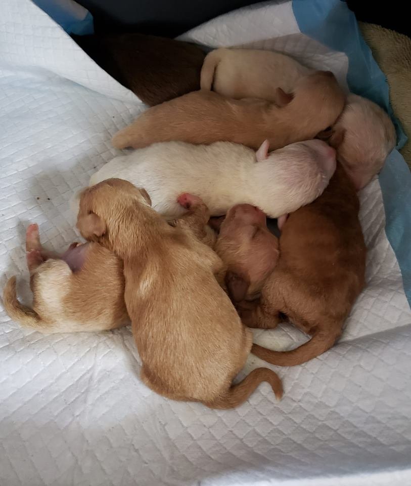 Cachorros arrojados a la basura Cachorros arrojados a la basura