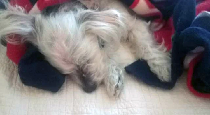 Dobby recuperándose