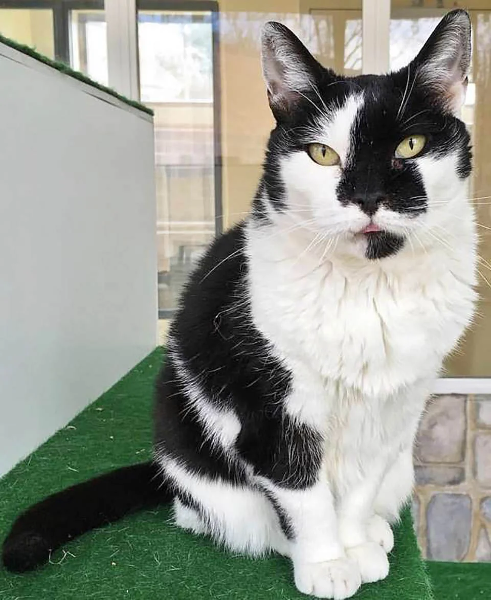 Gata adulta color blanco con negro