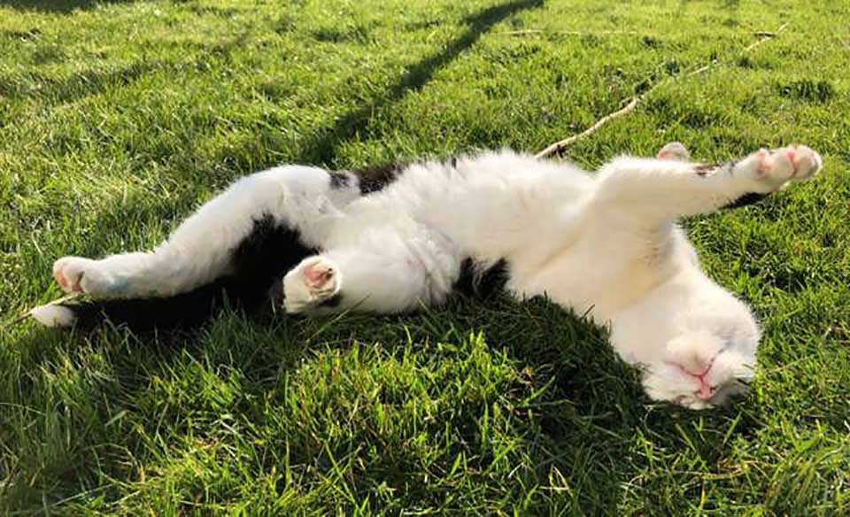Dulce gatita mayor decide llevar sus juguetes de peluche a sus aventuras 11 Gatita en hierba