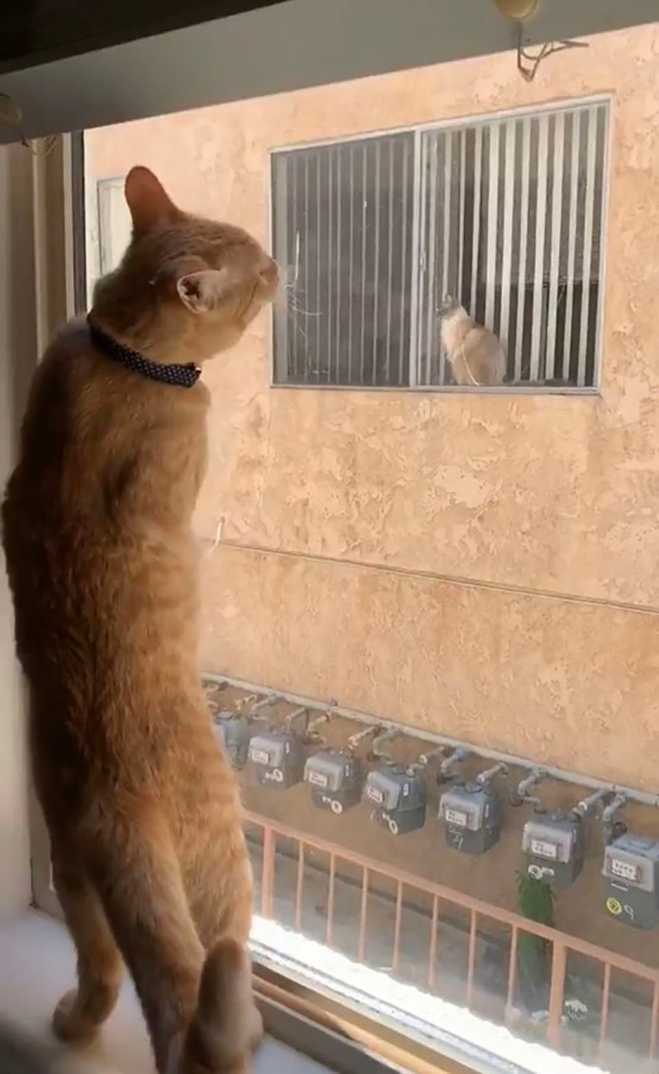 Estos dos gatos se ven a través de la ventana y se convierten en los mejores amigos 7 Gatito adora ver a su amigo gatuno