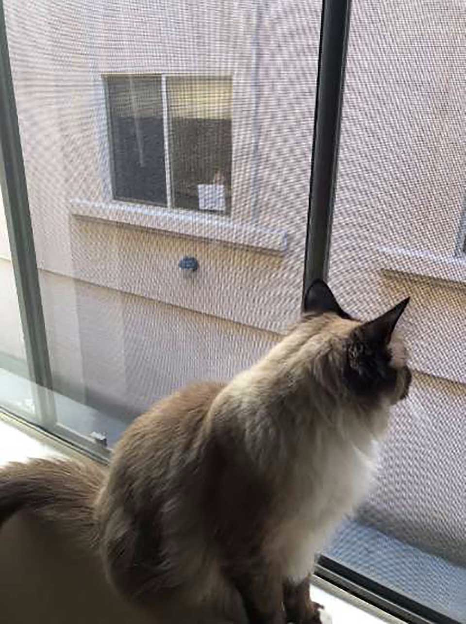 Estos dos gatos se ven a través de la ventana y se convierten en los mejores amigos 12 Gatito llamado Theo mira a su amigo desde su ventana