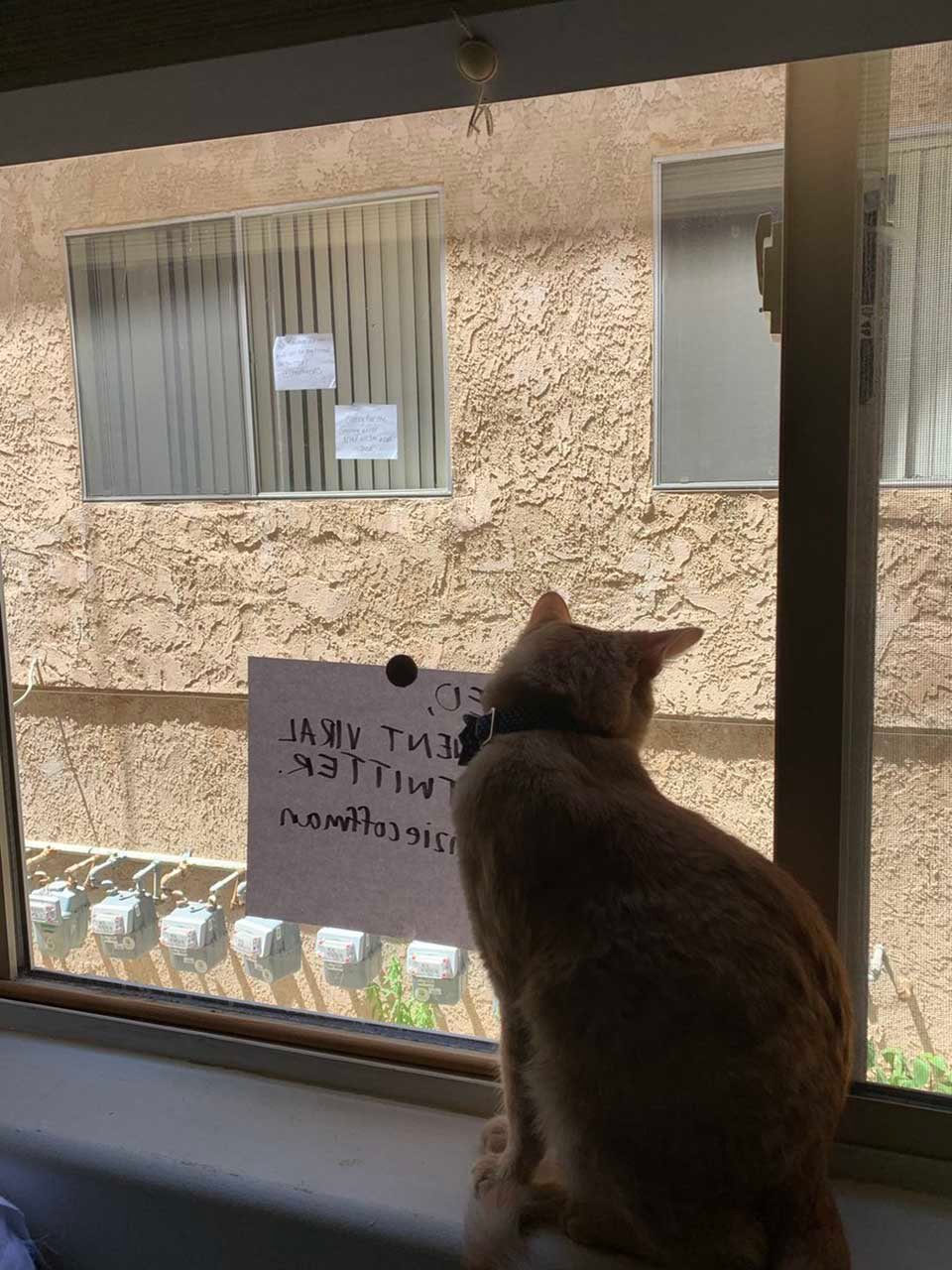 Estos dos gatos se ven a través de la ventana y se convierten en los mejores amigos 10 Gato espera ver a su amigo desde la otra ventana