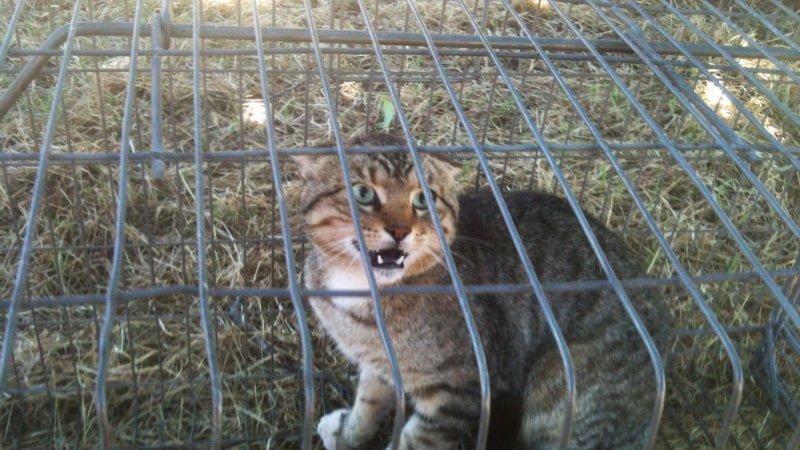 Gato feral Gato feral
