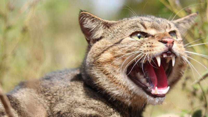 Gato salvaje Gato salvaje