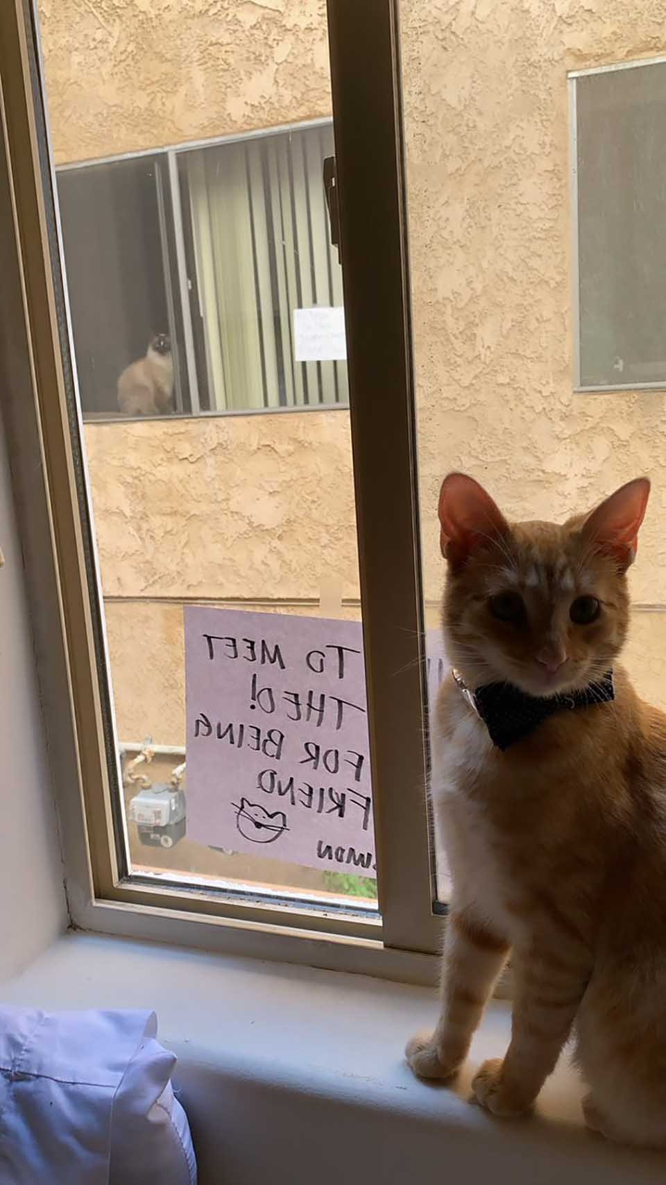 Estos dos gatos se ven a través de la ventana y se convierten en los mejores amigos 11 Gatos se miran a través de ventanas