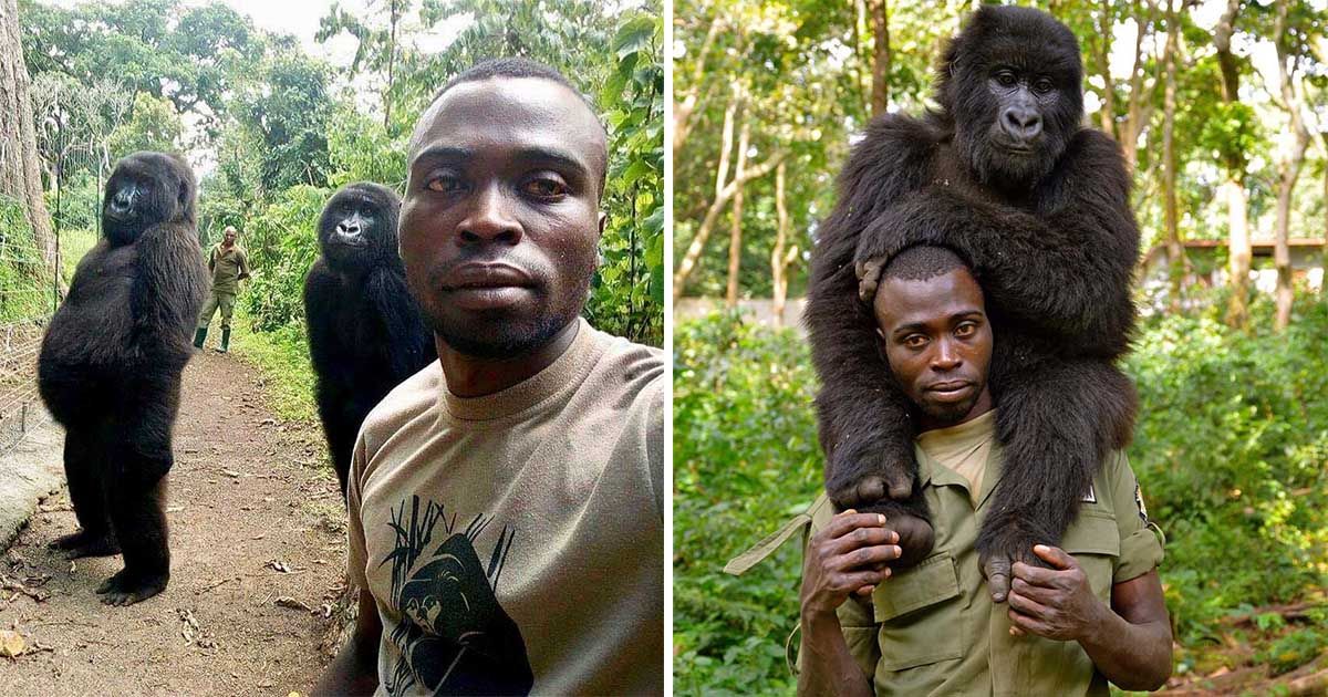 Gorilas huérfanos posan para la selfie con el hombre que los salvo