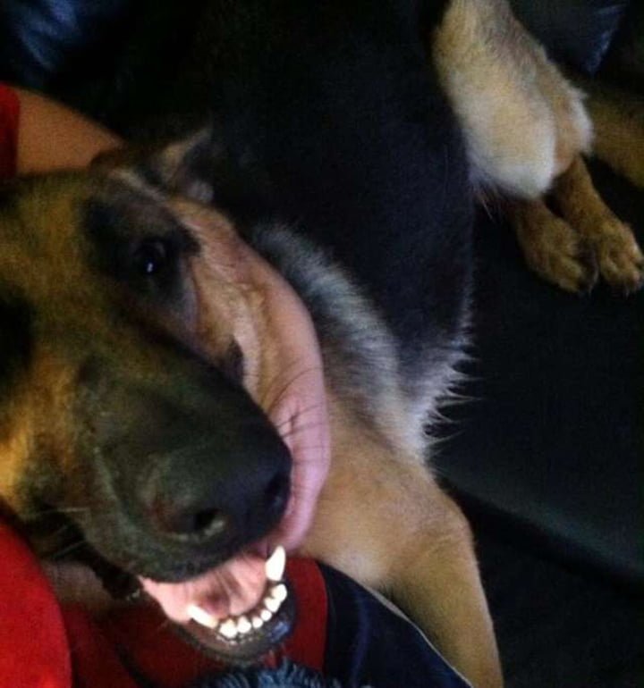 Cartero cumple el último deseo de una perrita en su ruta que falleció 2 Gretchen feliz