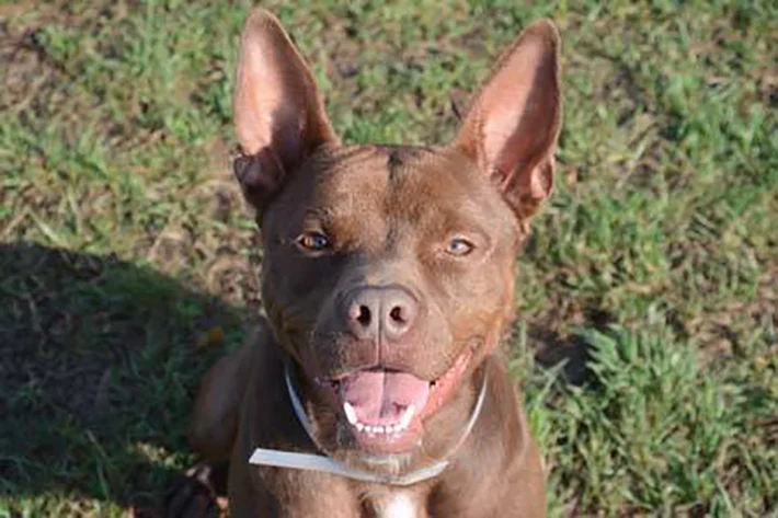 Kenny buscando hogar