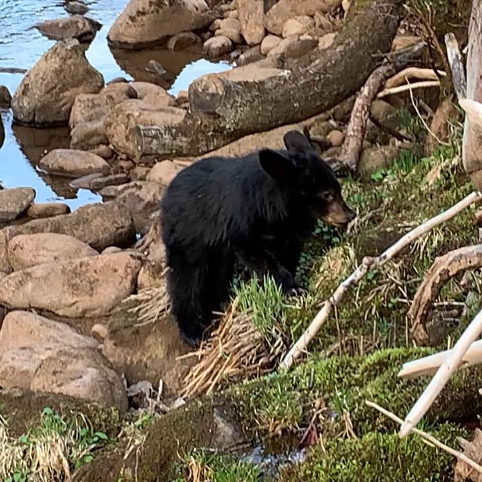 Hombre salta a un río congelado para salvar a un osito que se ahogaba 8 Oso cachorro