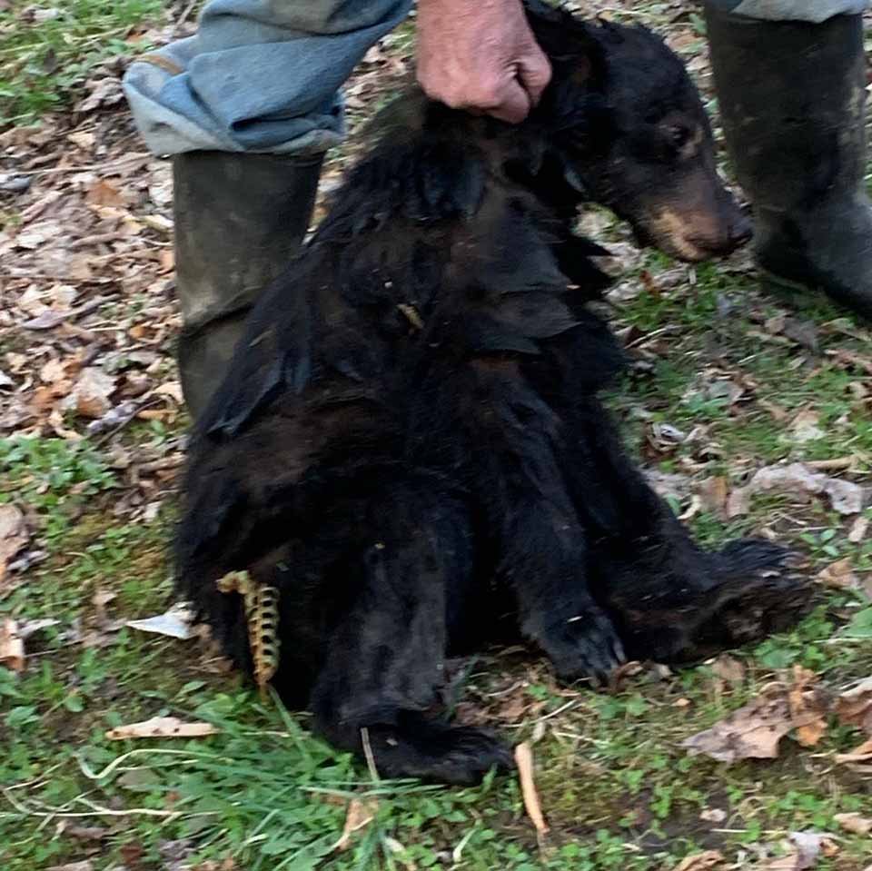 Hombre salta a un río congelado para salvar a un osito que se ahogaba 11 Oso es salvado de ahogarse
