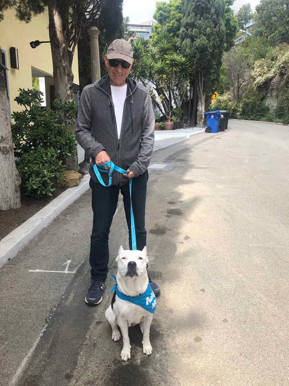 La nueva perrita de crianza del famoso Patrick Stewart no puede dejar de sonreírle 2 Patrick Stewart y Pit Bull