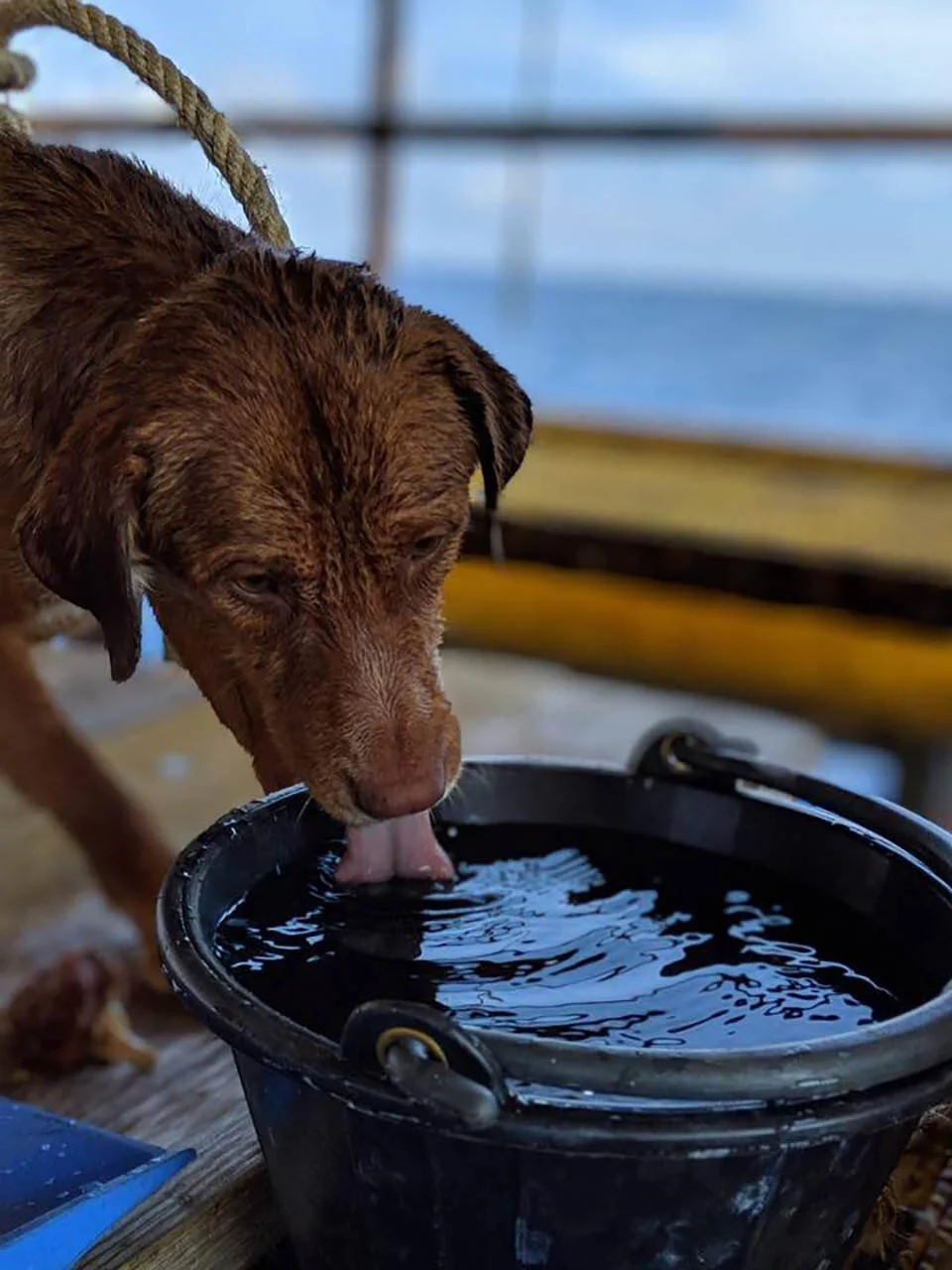 Perrito bebiendo agua