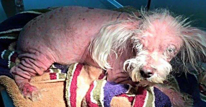 Perrito calvo y enfermo tiene una increíble transformación