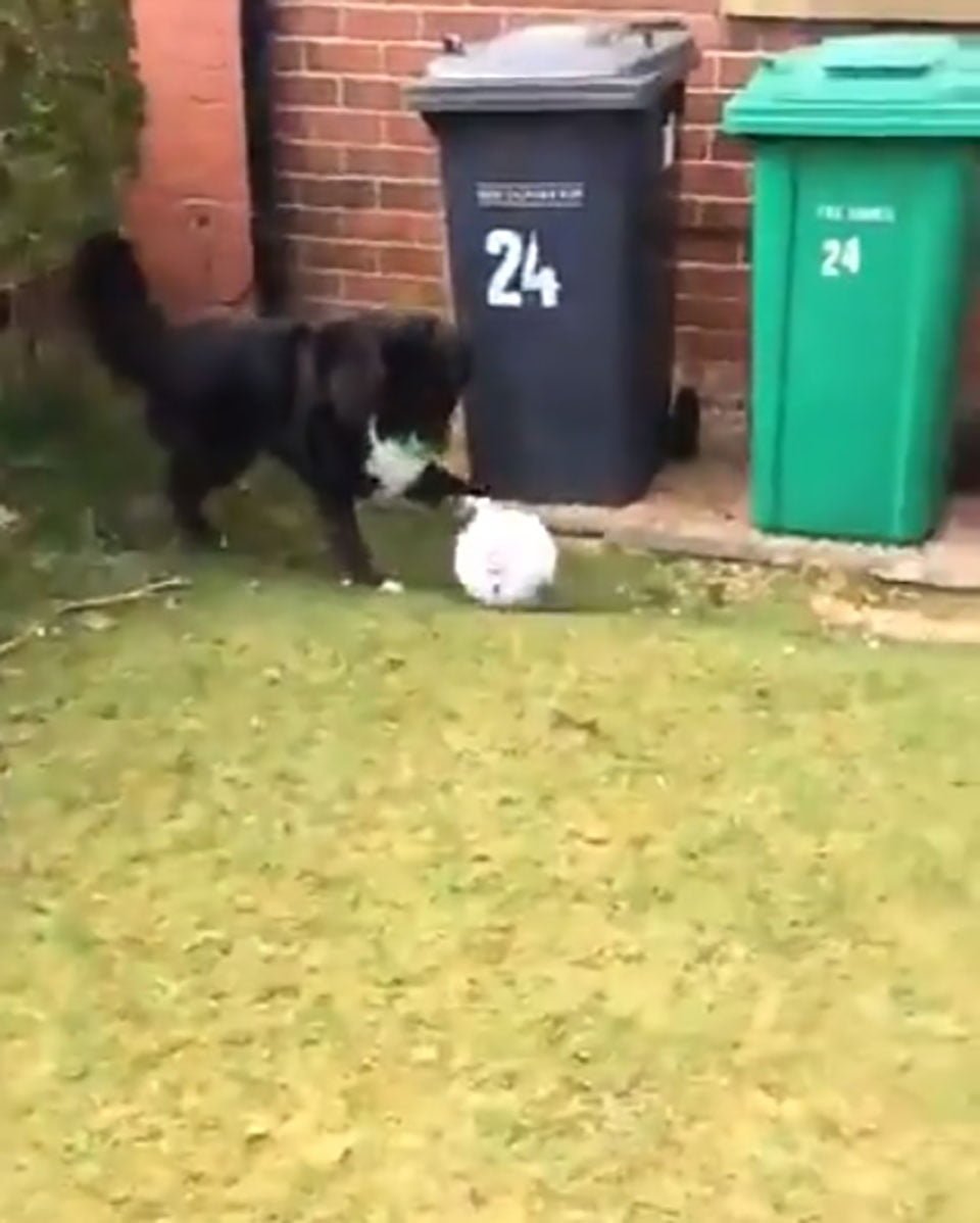 Perrito no permite que el cartero entregue el correo a menos que juegue fútbol con él 4 Perrito da patada a balón