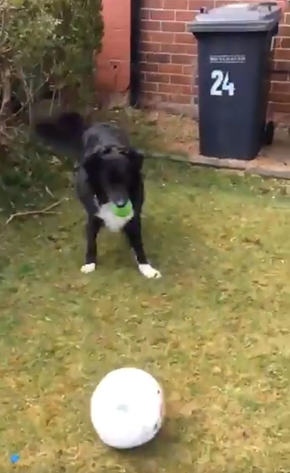 Perrito no permite que el cartero entregue el correo a menos que juegue fútbol con él 5 Perrito espera balón de futbol para patear