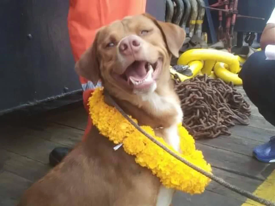 Perrito luce su collar de flores