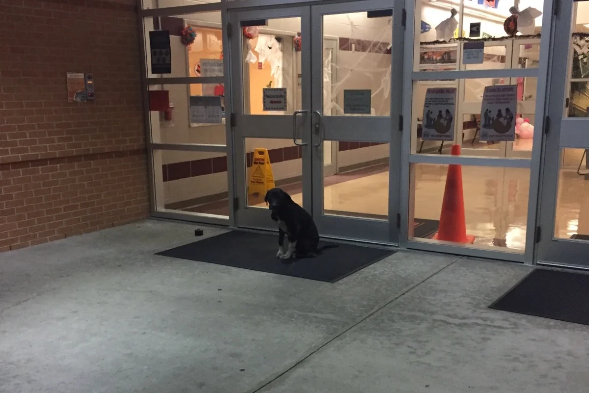 Perro esperando afuera de la escuela