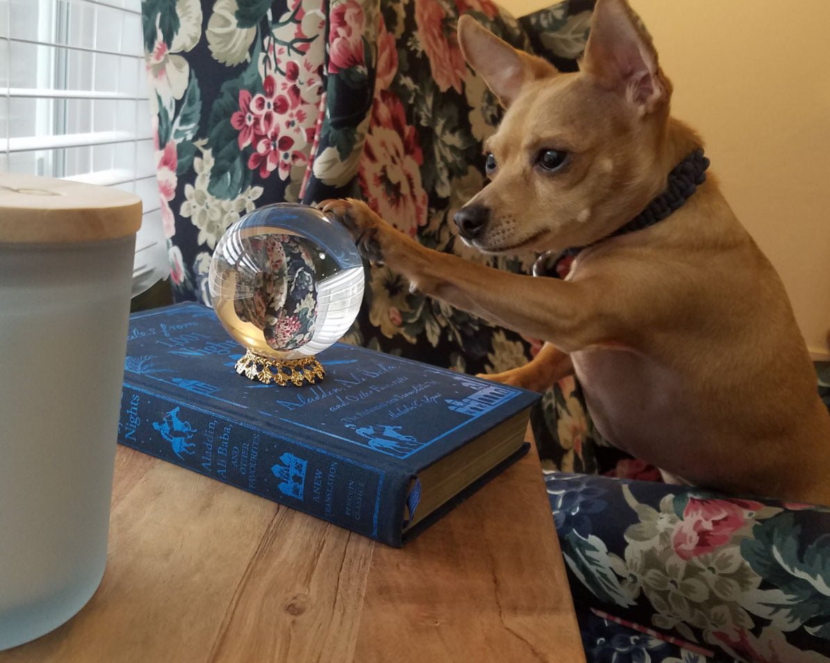 Perro mira en la bola de cristal Perro mira en la bola de cristal
