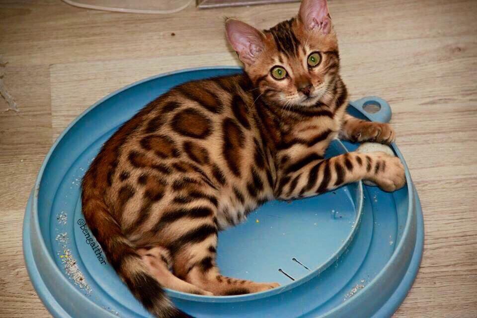 Este gato de bengala llamado Thor tiene el más hermoso y perfecto pelaje atigrado 4 Thor pequeño