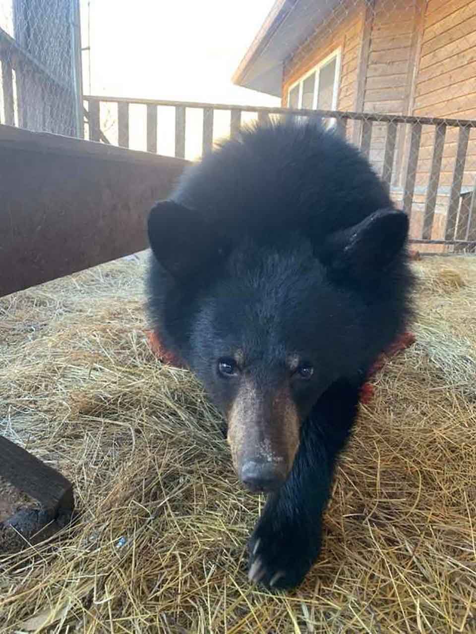 Hombre salta a un río congelado para salvar a un osito que se ahogaba 14 Un oso cachorro se recupera en Point of View Farm Inc