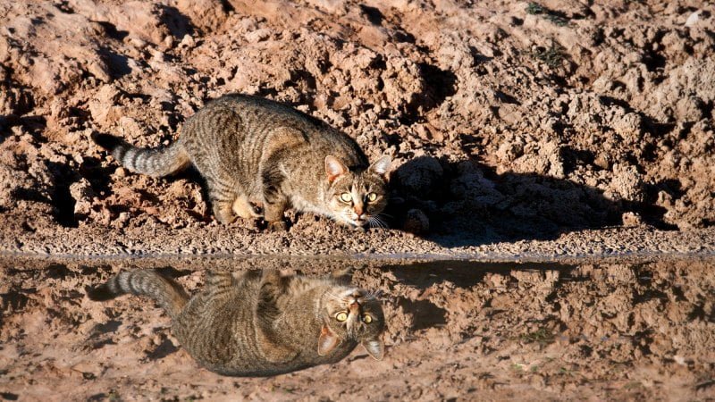 feral cat feral cat