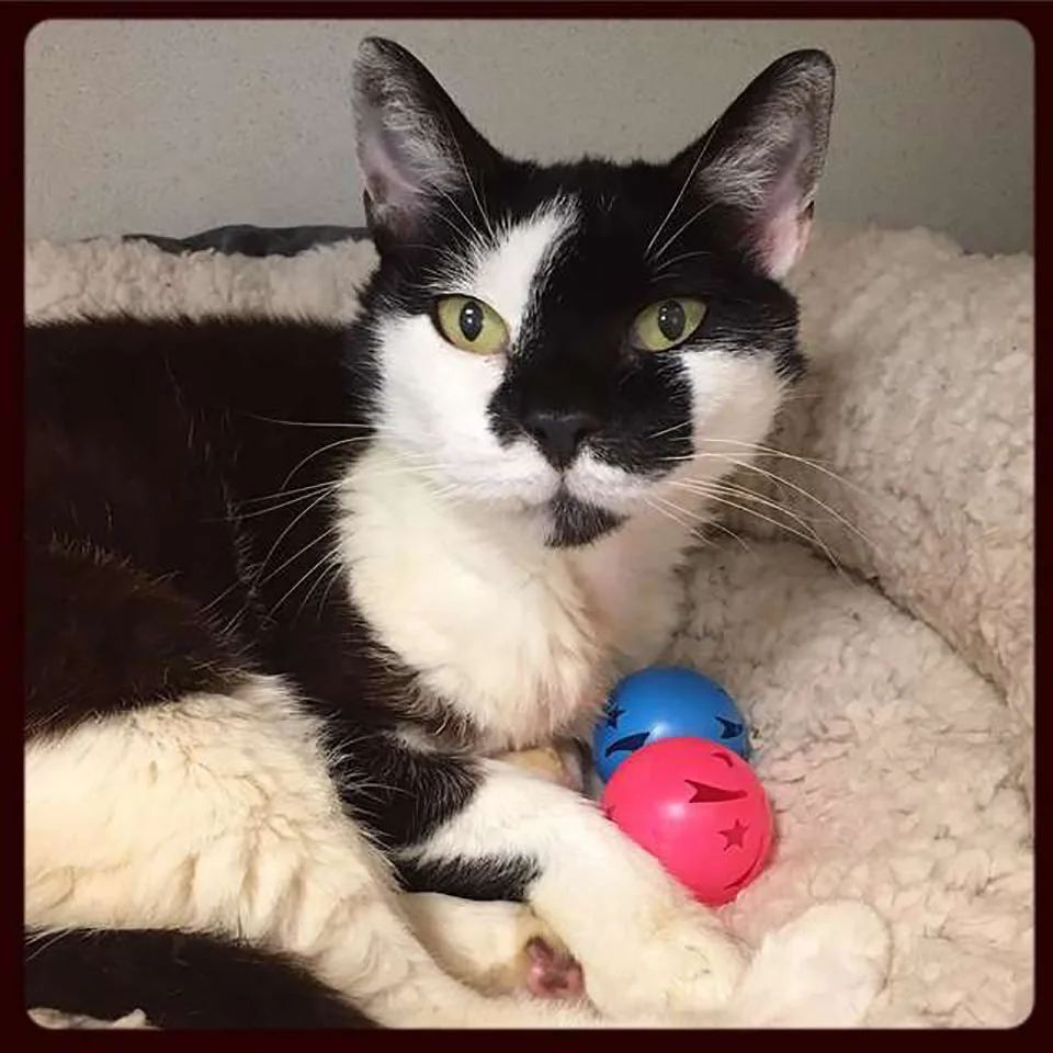 Gatita blanco con negro y juguetes