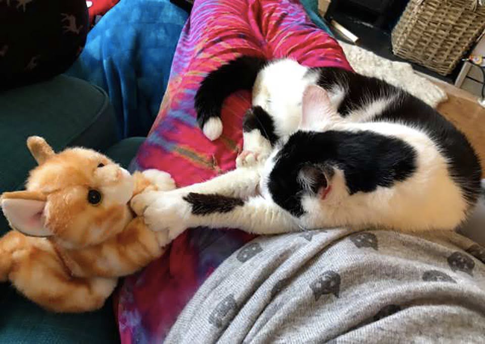 Dulce gatita mayor decide llevar sus juguetes de peluche a sus aventuras 8 Gatita con su peluche descansa