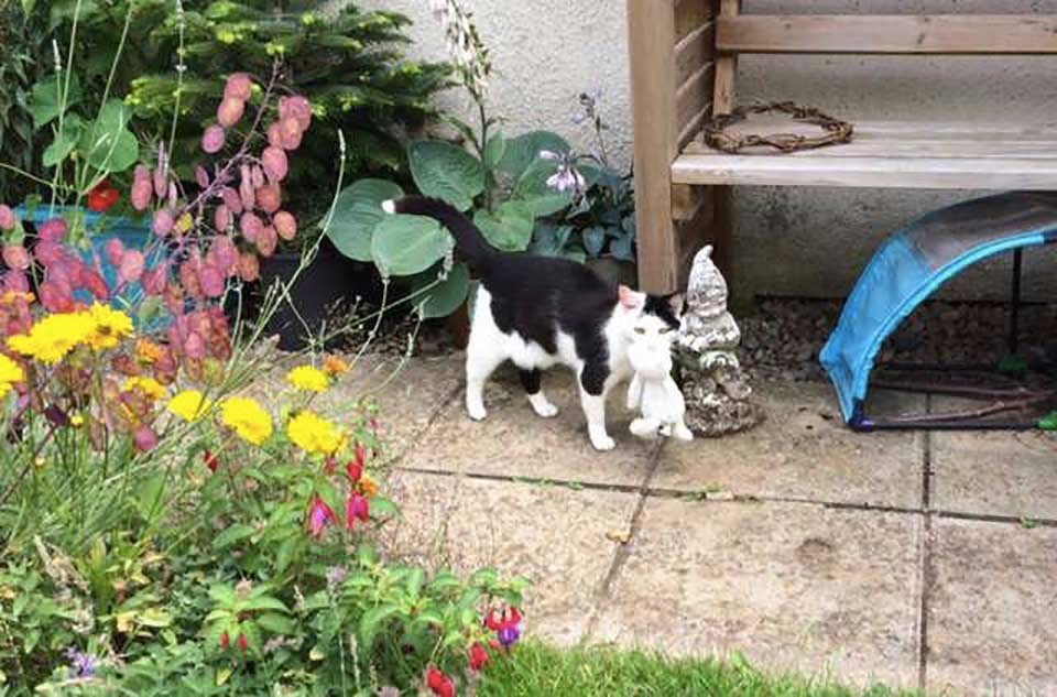 Dulce gatita mayor decide llevar sus juguetes de peluche a sus aventuras 12 Gatita con su peluche en el jardín