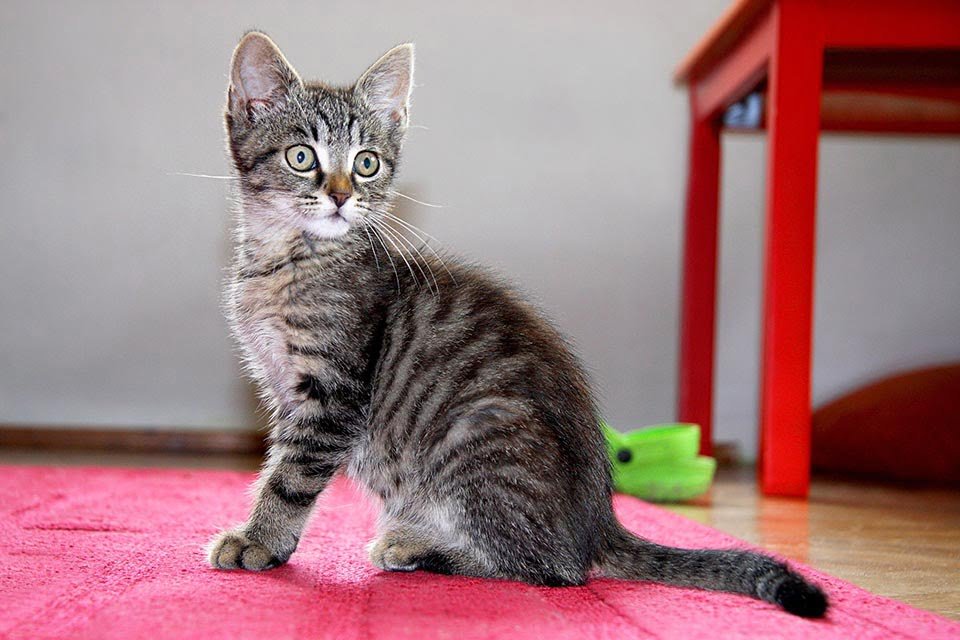 Gatito atigrado tono gris