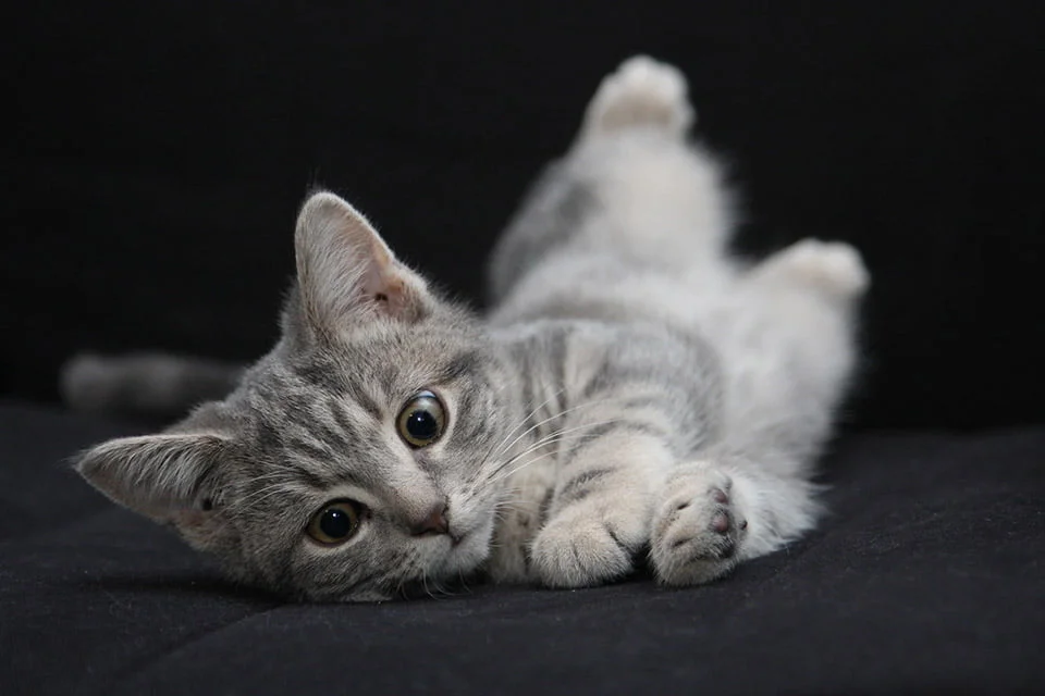 Gatito gris