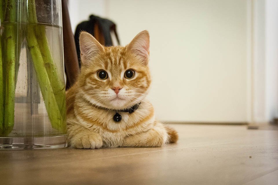 Gato atigrado amarillo