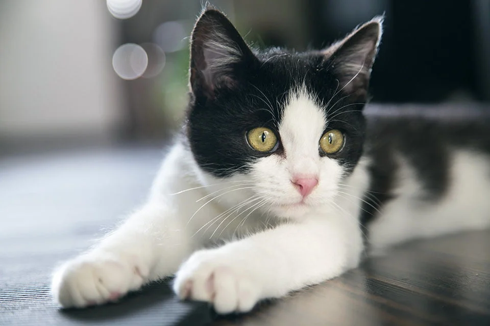 Gato negro y blanco