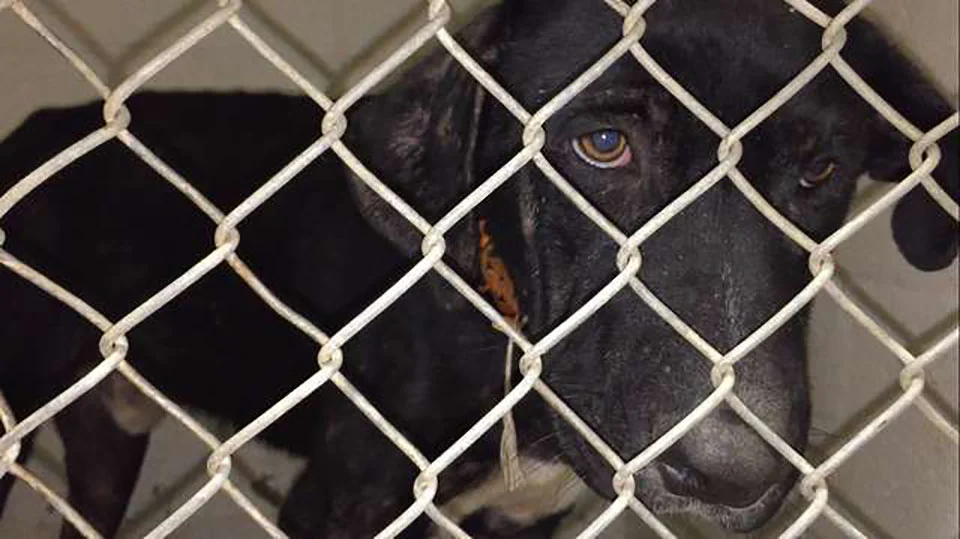 Perrito necesitaba recuperarse y conseguir un hogar