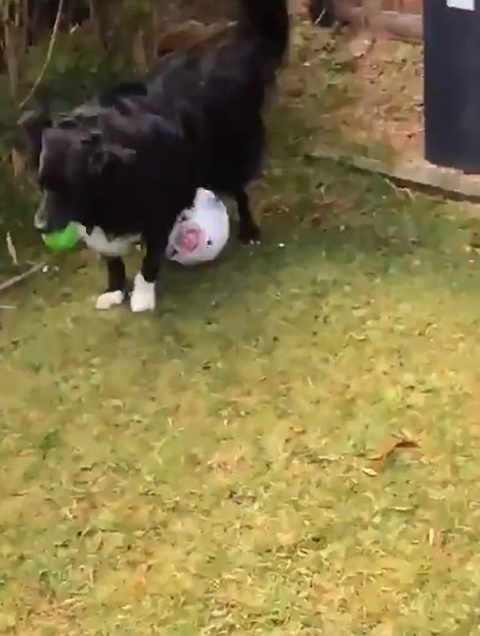 Perrito no permite que el cartero entregue el correo a menos que juegue fútbol con él 6 Perrito tiene balón de fútbol entre sus patas