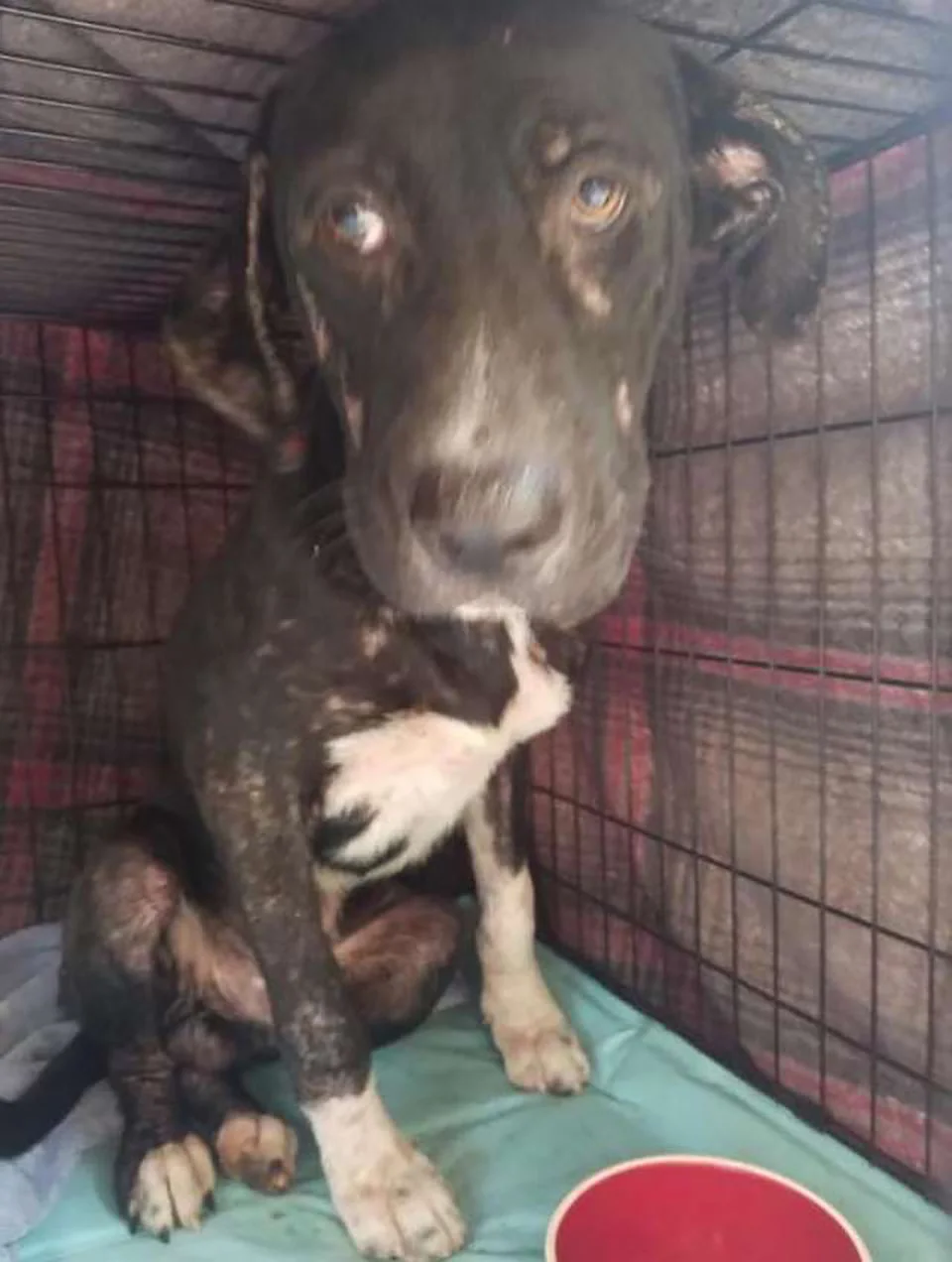 Perrito tenía problemas de piel