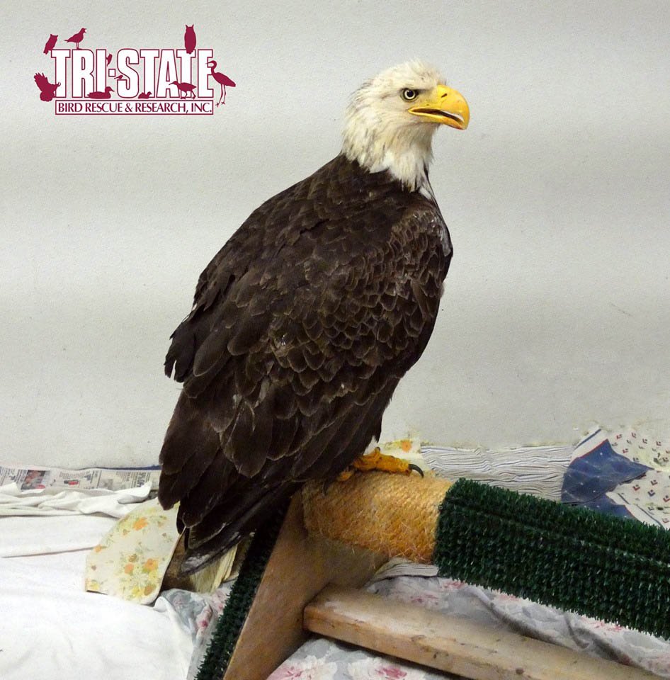 Águila calva recuperándose Águila calva recuperándose