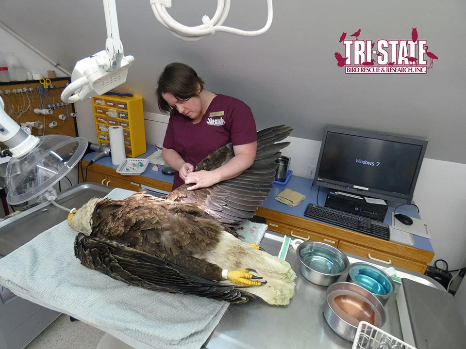 Aguila en el veterinario
