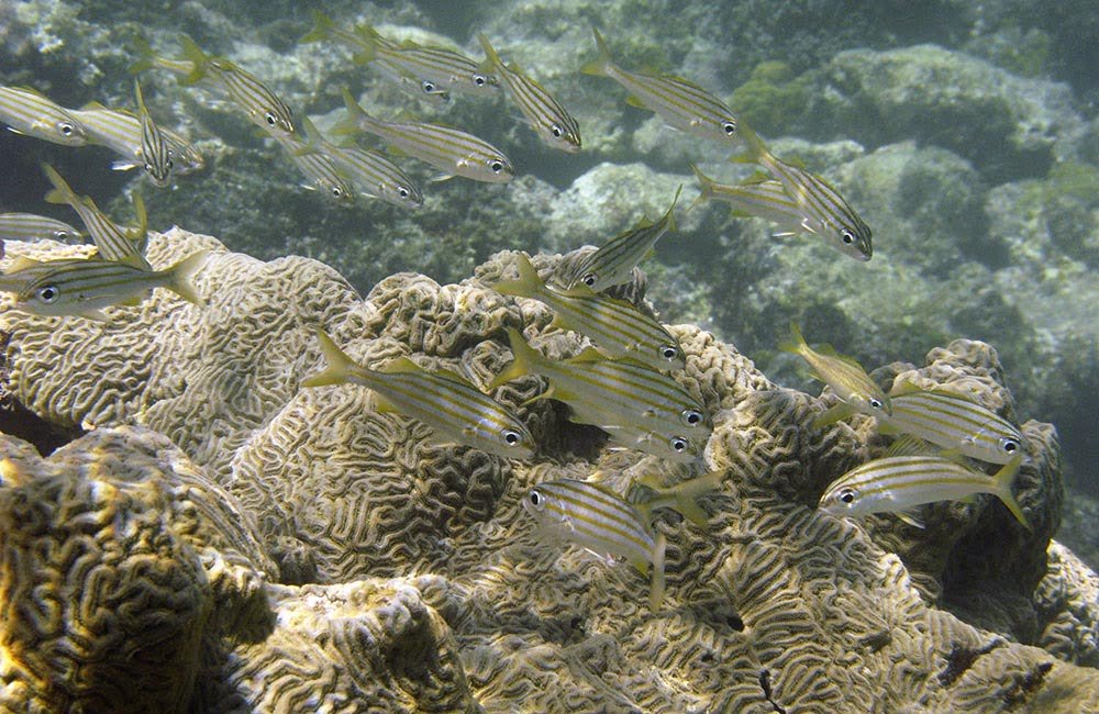 Arrecife de coral Arrecife de coral