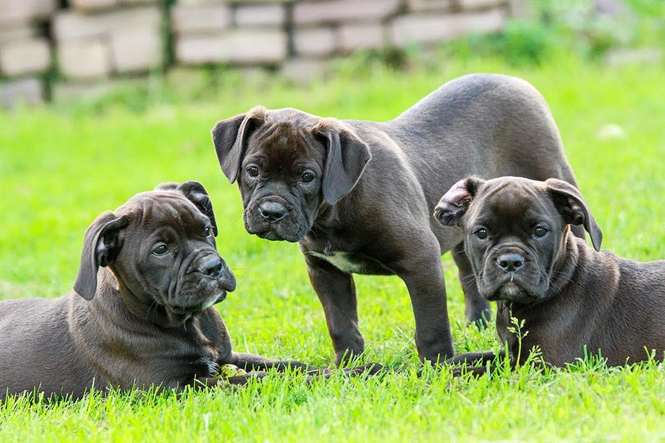 Cachorros