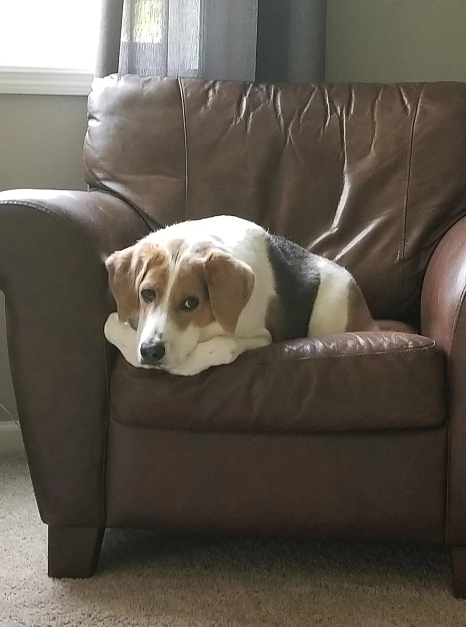 Perro fue abandonado por nacer un poco diferente pero nada le impide ser feliz 10 Cooper descansa en sofá